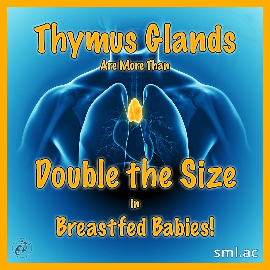 Thymus Glands Are More Than Double the Size in Breastfed Babies