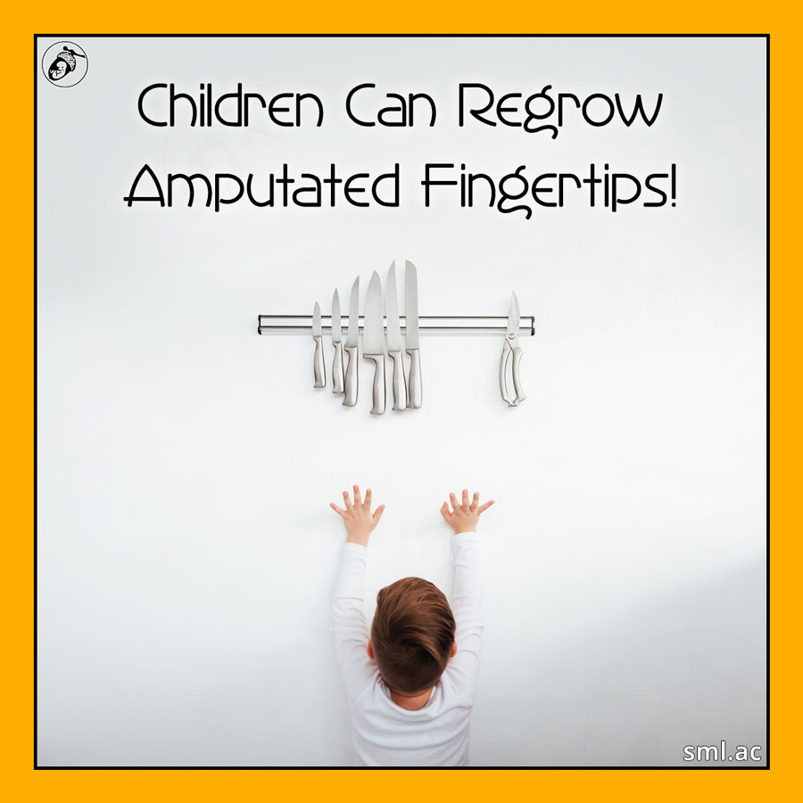 Children Can Regrow Amputated Fingertips! Small Acorn